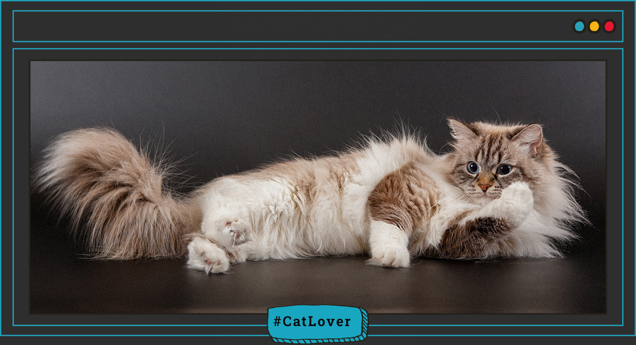 cuales son las 10 razas de gatos mas populares